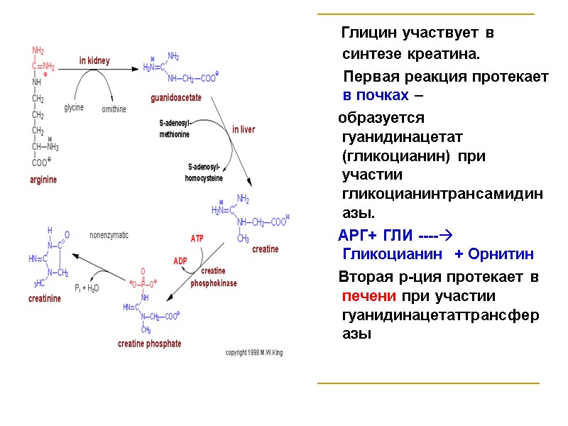 Глицин участвует в синтезе креатина.       Первая реакция протекает